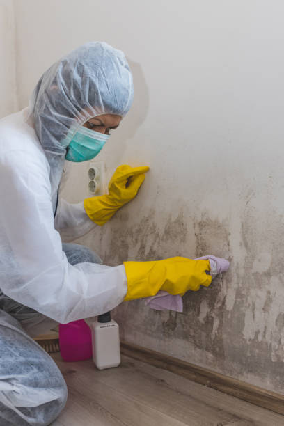 Best Mold Remediation for Healthcare Facilities  in Forest Park, IL